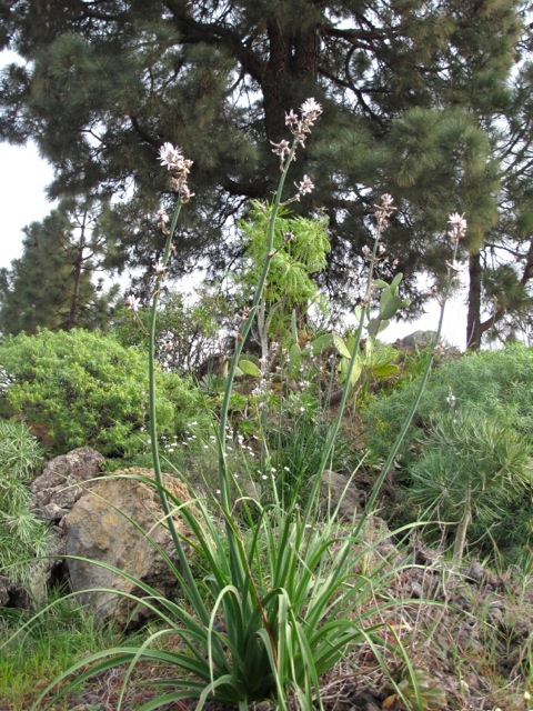 Asphodelus Pinus canariensis Tenerife