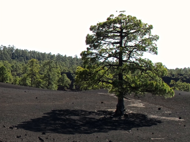 Pinus canariensis Tenerife